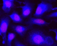钙紫蓝素450 CytoCalcein 405nm激发  货号：22012