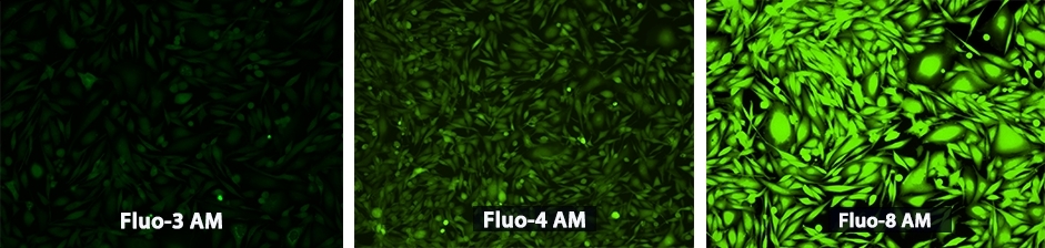 新型钙离子指示探针Quest Fluo-8, AM  货号：21083