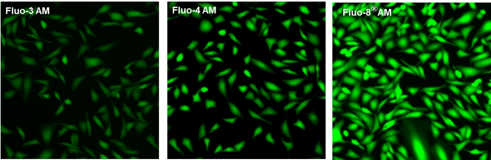 钙离子荧光探针Fluo-8FF, AM  货号：21105