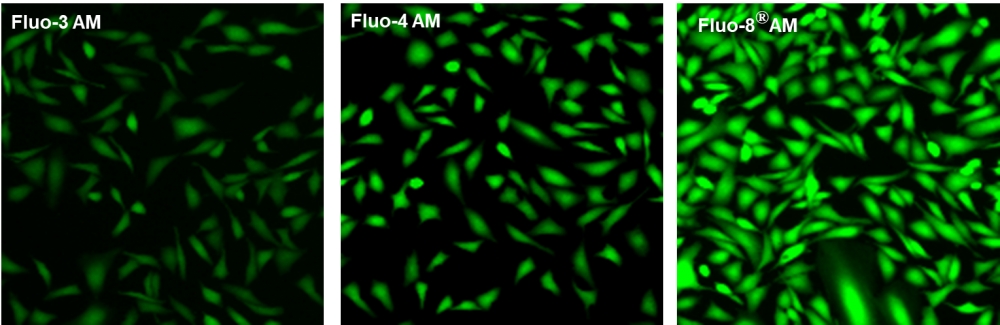 钙离子荧光探针Fluo-8H, AM  货号：21090