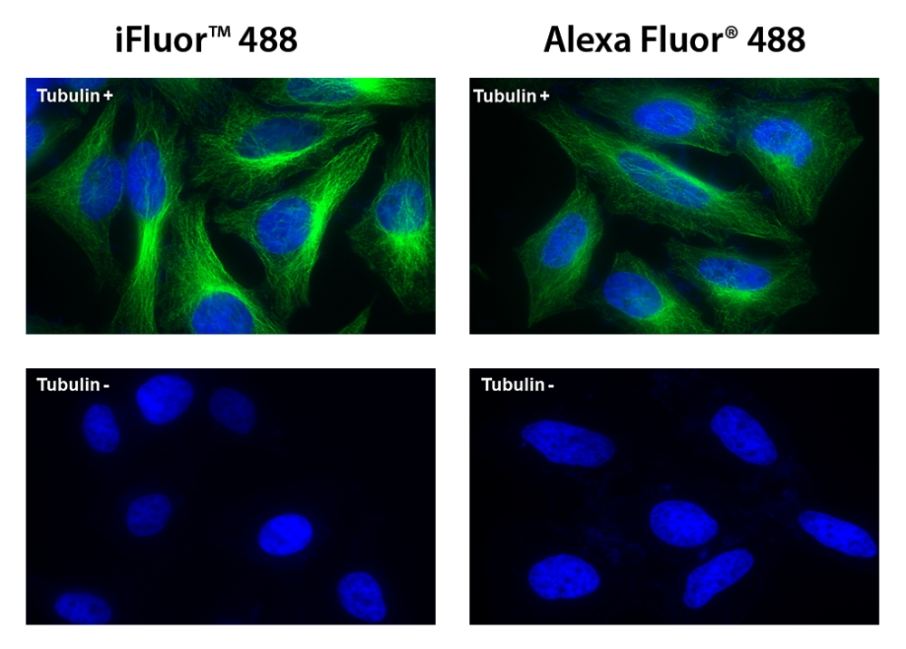 iFluor 488琥珀酰SE ，FITC Alexa Fluor488，Dylight488  货号：货号 1023