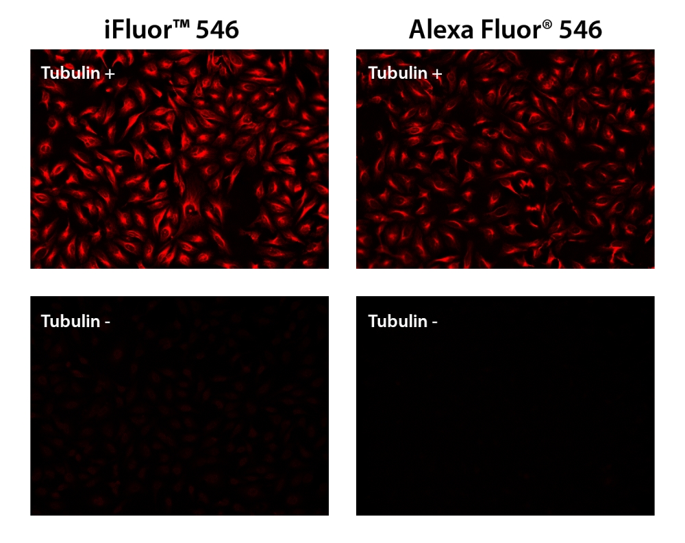 iFluor 546羊抗鼠**球蛋白(H+L)  货号：16537