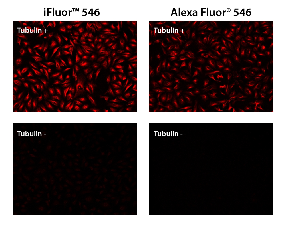 iFluor 546羊抗鼠**球蛋白(H+L)  货号：16457