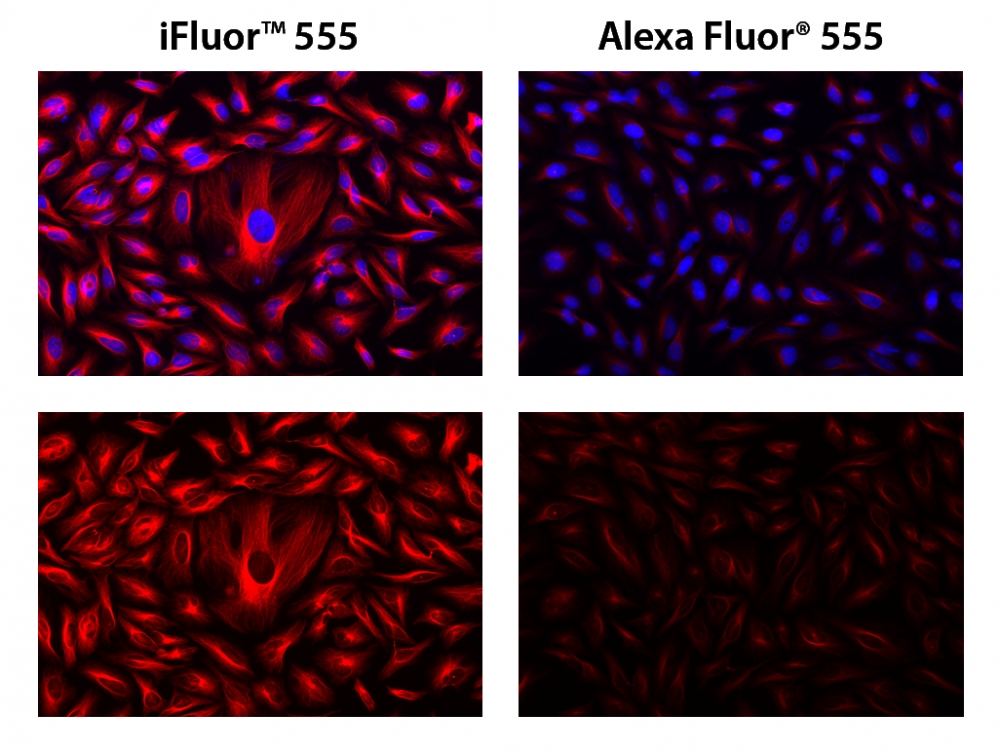Alexa Fluor 555的上乘替代品iFluor 555琥珀酰SE  货号：1028