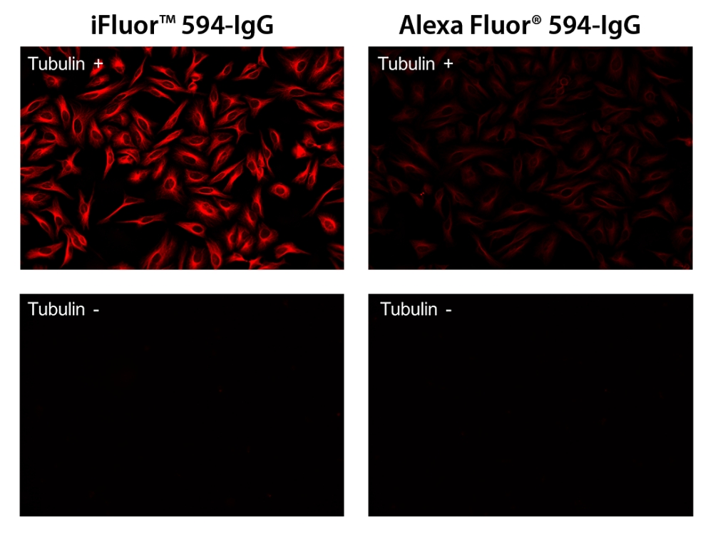 iFluor 647羊抗鼠**球蛋白(H+L)  货号：16482