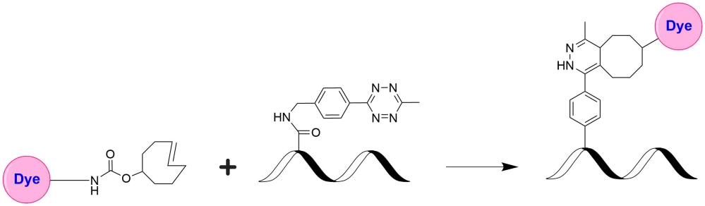 iFluor™ 594 TCO   货号：1009