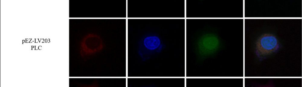 钙离子荧光探针Rhod-2, AM [129787-64-0]   货号：21060