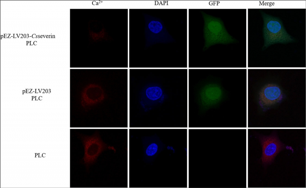 钙离子荧光探针Rhod-2, AM [129787-64-0]   货号：21060
