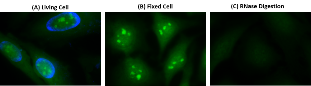 Cell Navigator 活细胞RNA成像试剂盒 绿色荧光  货号：22630