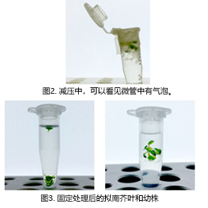 植物科学新技术 植物透明化试剂