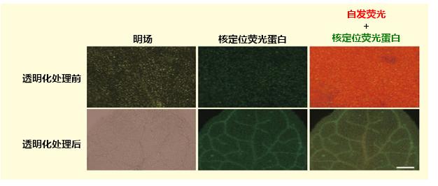 植物科学新技术 植物透明化试剂