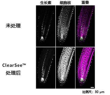 植物科学新技术 植物透明化试剂