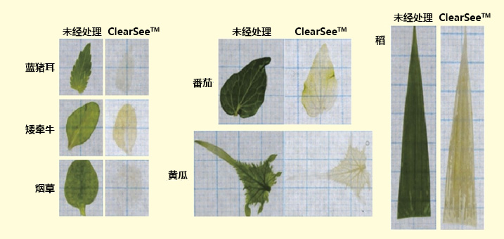 植物科学新技术 植物透明化试剂