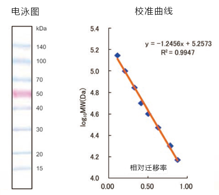 Wako，蛋白分子量标记，500 ul×3