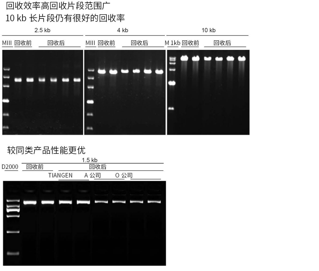 天根普通琼脂糖凝胶DNA回收试剂盒50次