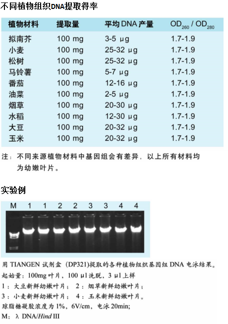 天根快捷型植物基因组DNA提取系统 200次