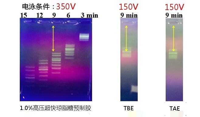小师弟6孔琼脂糖电泳试剂盒 高压超快