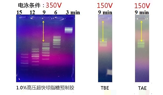 小师弟11孔琼脂糖电泳试剂盒 高压超快