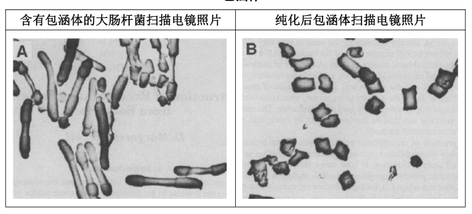 天恩泽包涵体蛋白溶解及复性套装