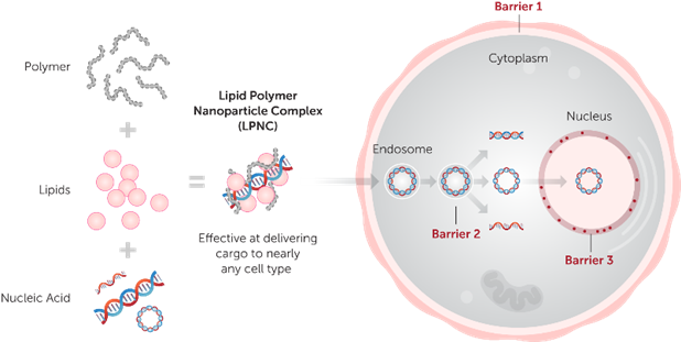 irus全能型转染试剂：TransIT-X2®应对多种核酸/蛋白及细胞类型