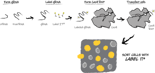 irus Label IT®——高效、一步法用于体内和体外核酸标记的新技术