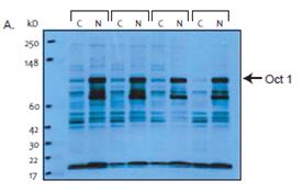 NE-PER核蛋白-胞浆蛋白抽提试剂盒(Nuclear and Cytoplasmic Extraction Reagents) 250reactions 78835 PIERCE