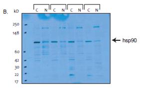 NE-PER核蛋白-胞浆蛋白抽提试剂盒(Nuclear and Cytoplasmic Extraction Reagents) 250reactions 78835 PIERCE