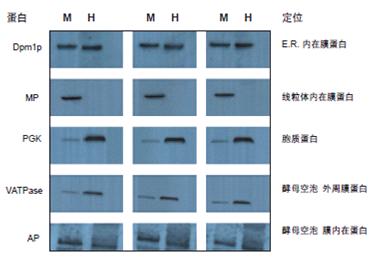 Mem-PER真核细胞膜蛋白抽提试剂盒(Eukaryotic Membrane Protein Extraction) PIERCE 89826