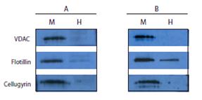 Mem-PER真核细胞膜蛋白抽提试剂盒(Eukaryotic Membrane Protein Extraction) PIERCE 89826