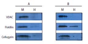 Mem-PER真核细胞膜蛋白抽提试剂盒(Eukaryotic Membrane Protein Extraction)  PIERCE 89826