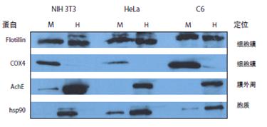 Mem-PER真核细胞膜蛋白抽提试剂盒(Eukaryotic Membrane Protein Extraction)  PIERCE 89826