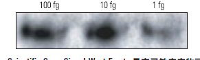 高灵敏度化学发光底物 （SuperSignal West Femto Substrate Trial Kit）20 mL 34094 PIERCE