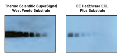 高灵敏度化学发光底物 （SuperSignal West Femto Substrate Trial Kit）20 mL 34094 PIERCE