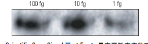 最高灵敏度化学发光底物（SuperSignal West Femto Maximum Sensitivity Substrate ） 200mL 34096 PIERCE